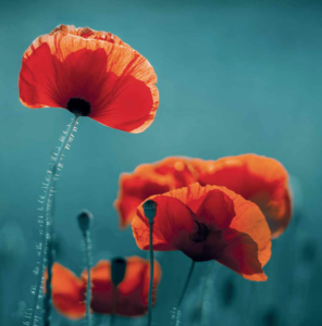 Papaveraceae